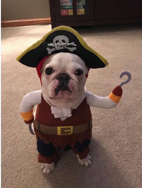 Костюмированная вечеринка домашних питомцев