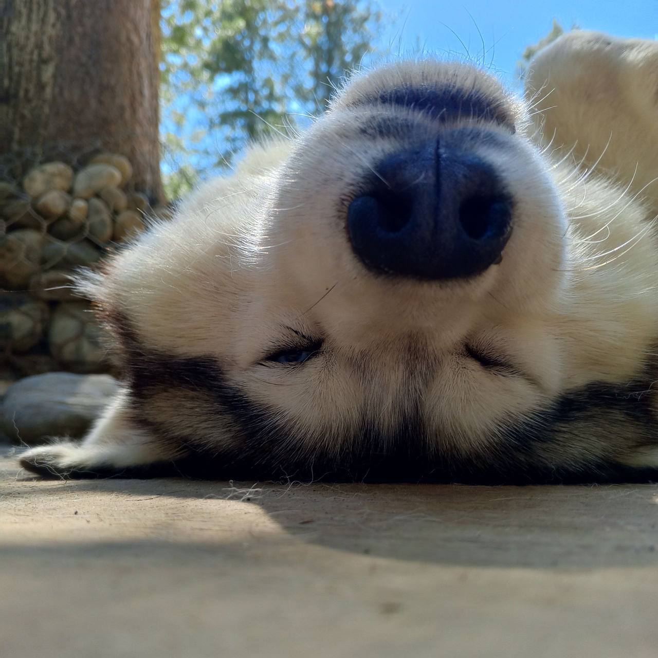 Тур Байкальск+Хаски-парк