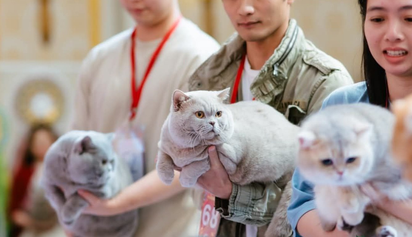 World Cat Show 2025
