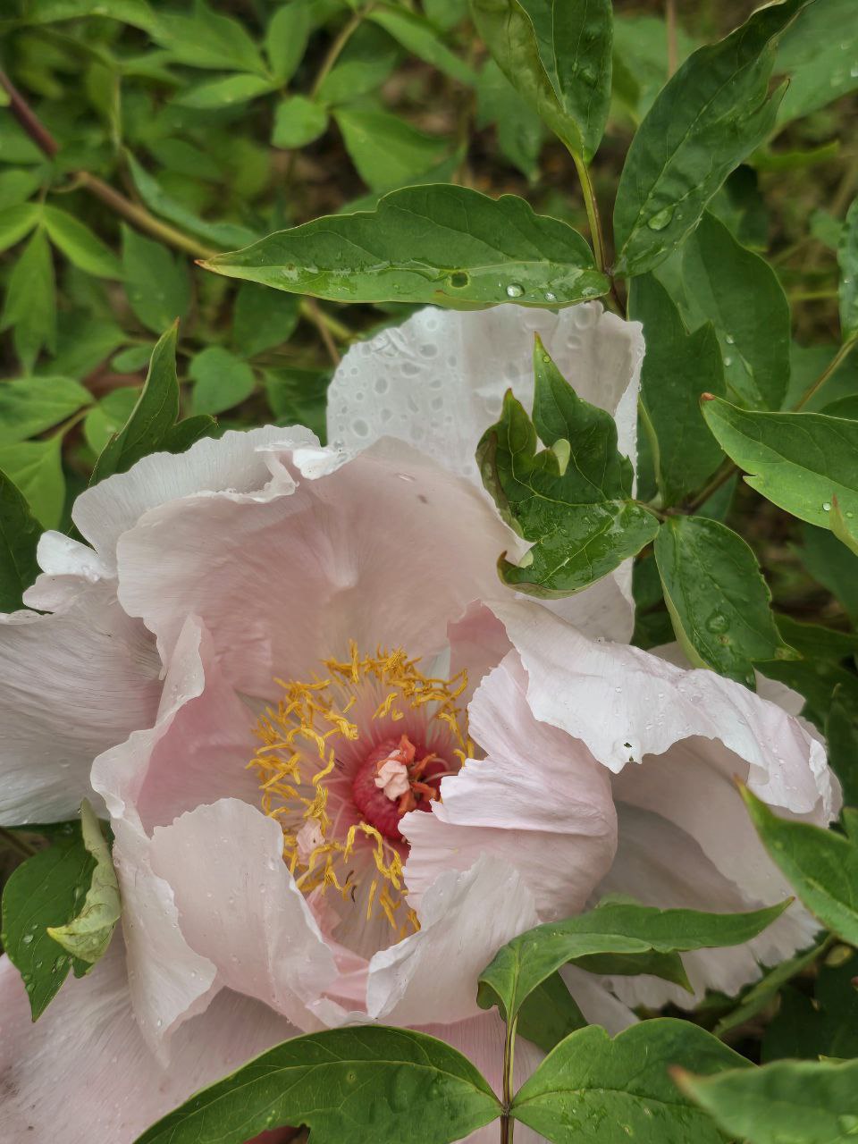 Весенний парад цветов