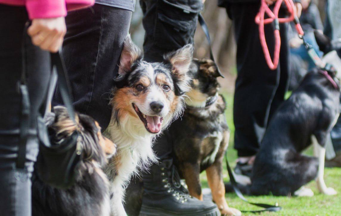 фестиваль собак