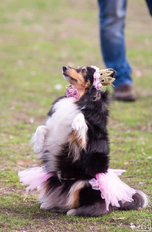 фестиваль собак