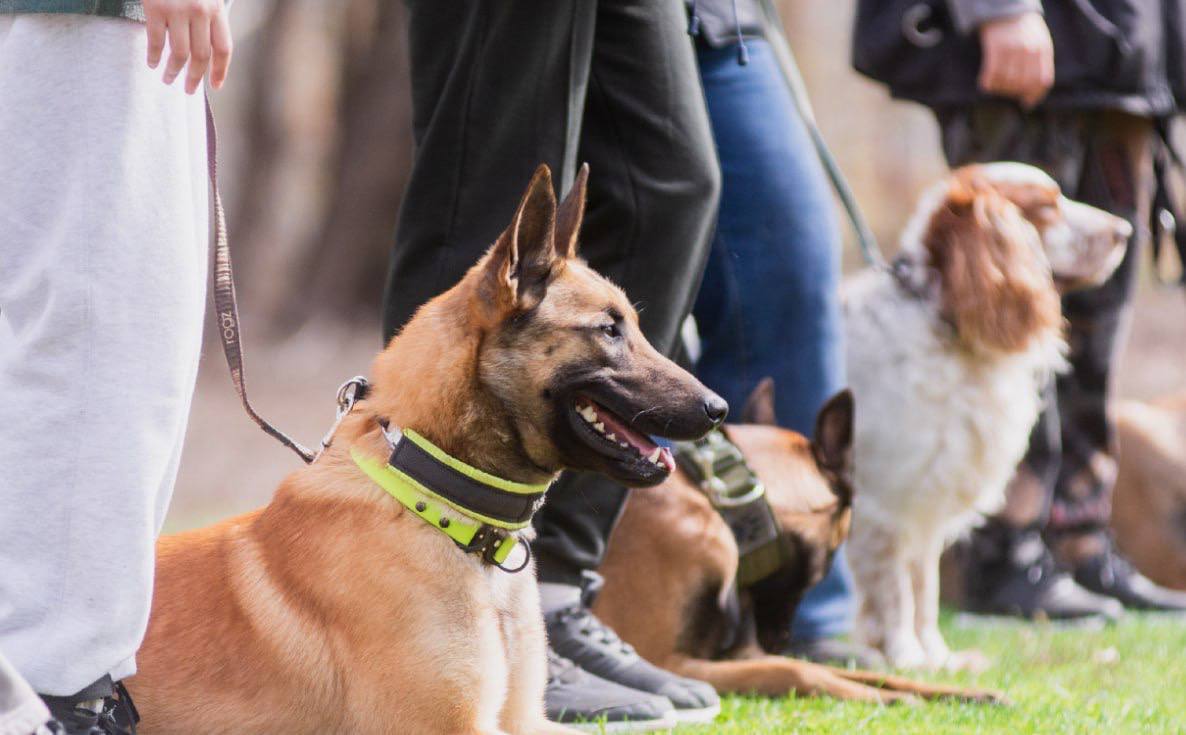 фестиваль собак