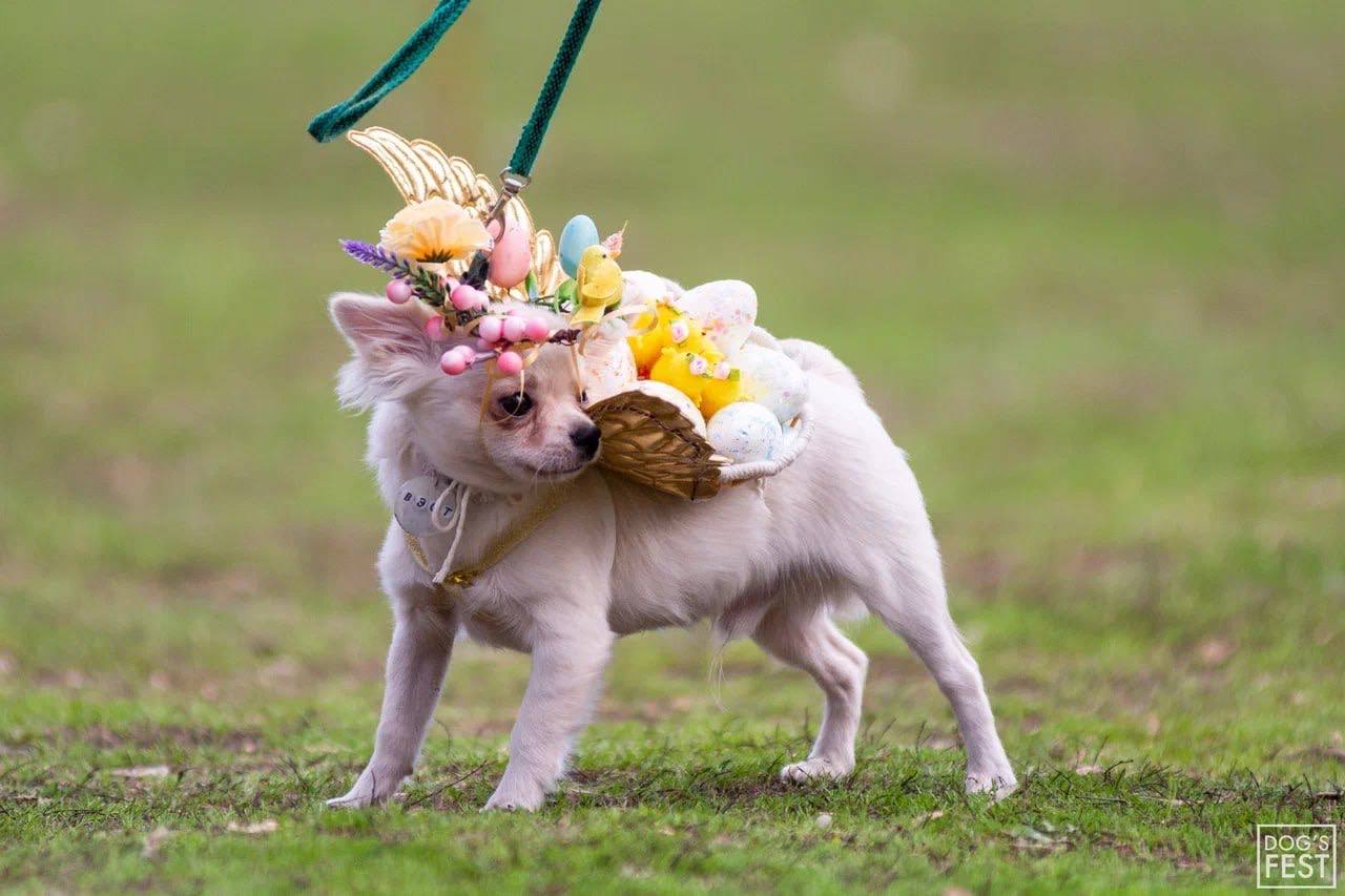 фестиваль собак