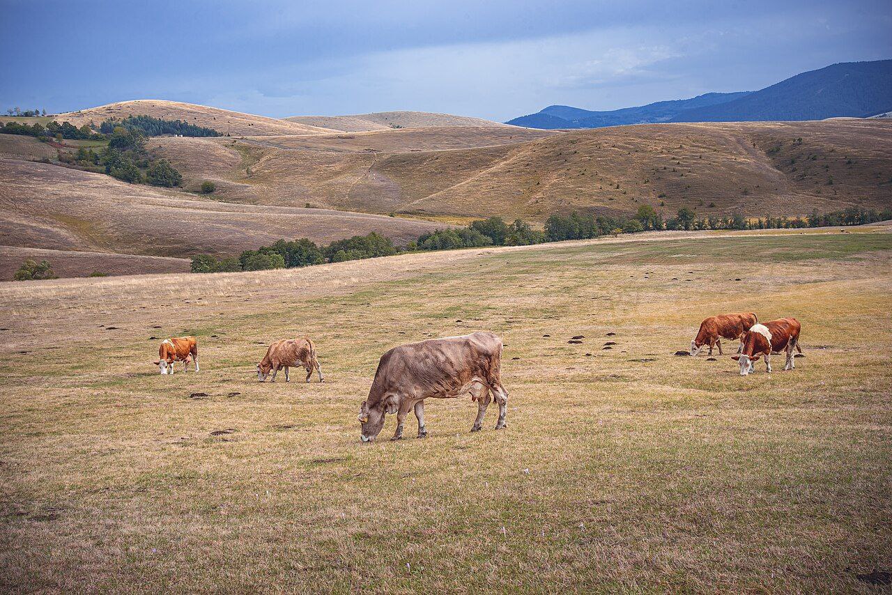 Экскурсии по Сербии 24-25 мая 2025 года