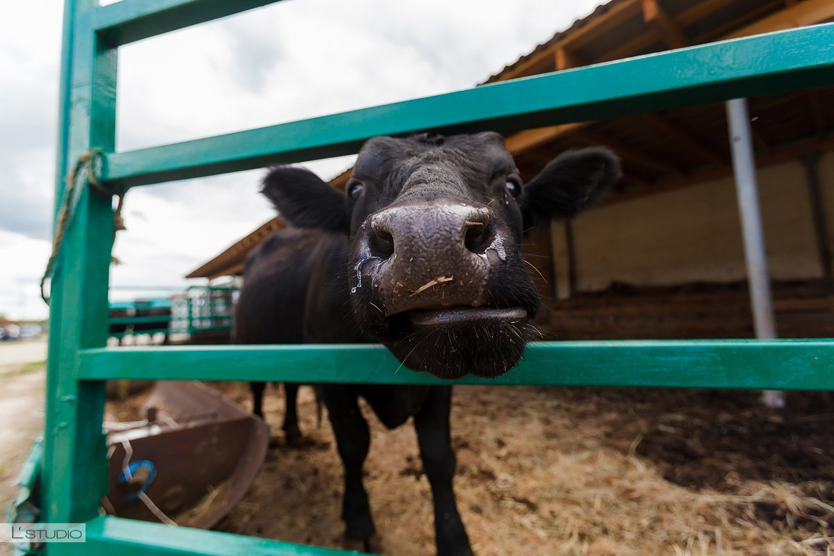RED BEAR Пикник в усадьбе «Богдарня»