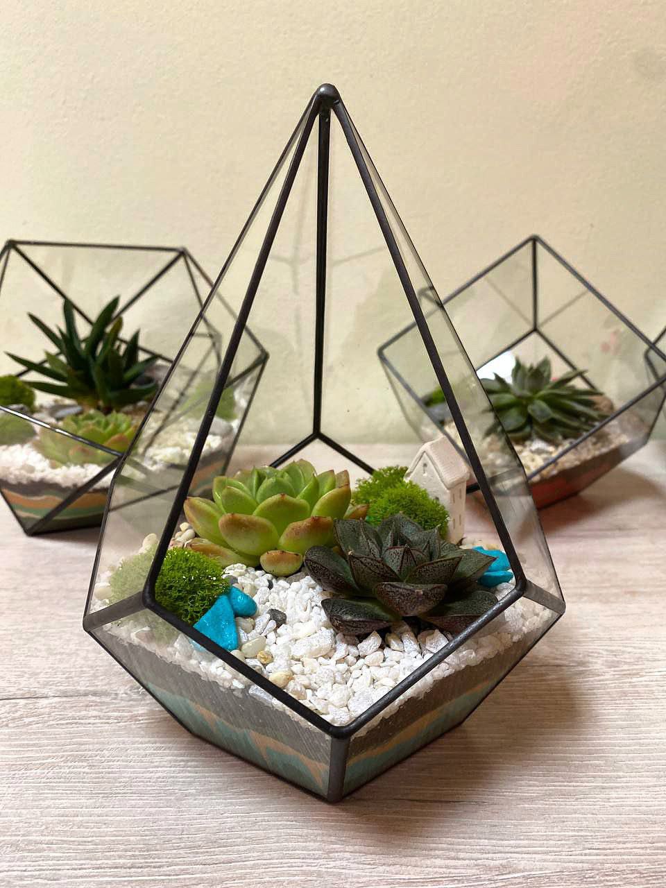 Домашний садик из суккулентов
