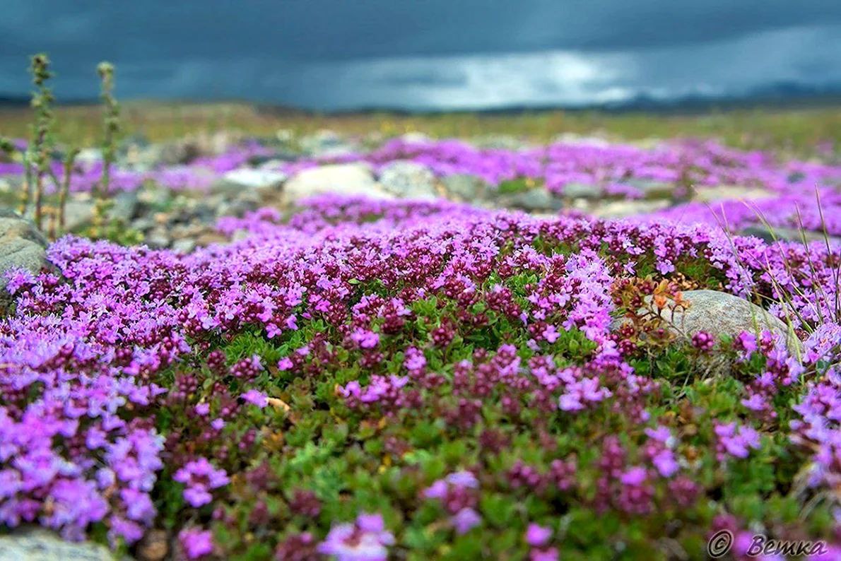 прогулка за чабрецом