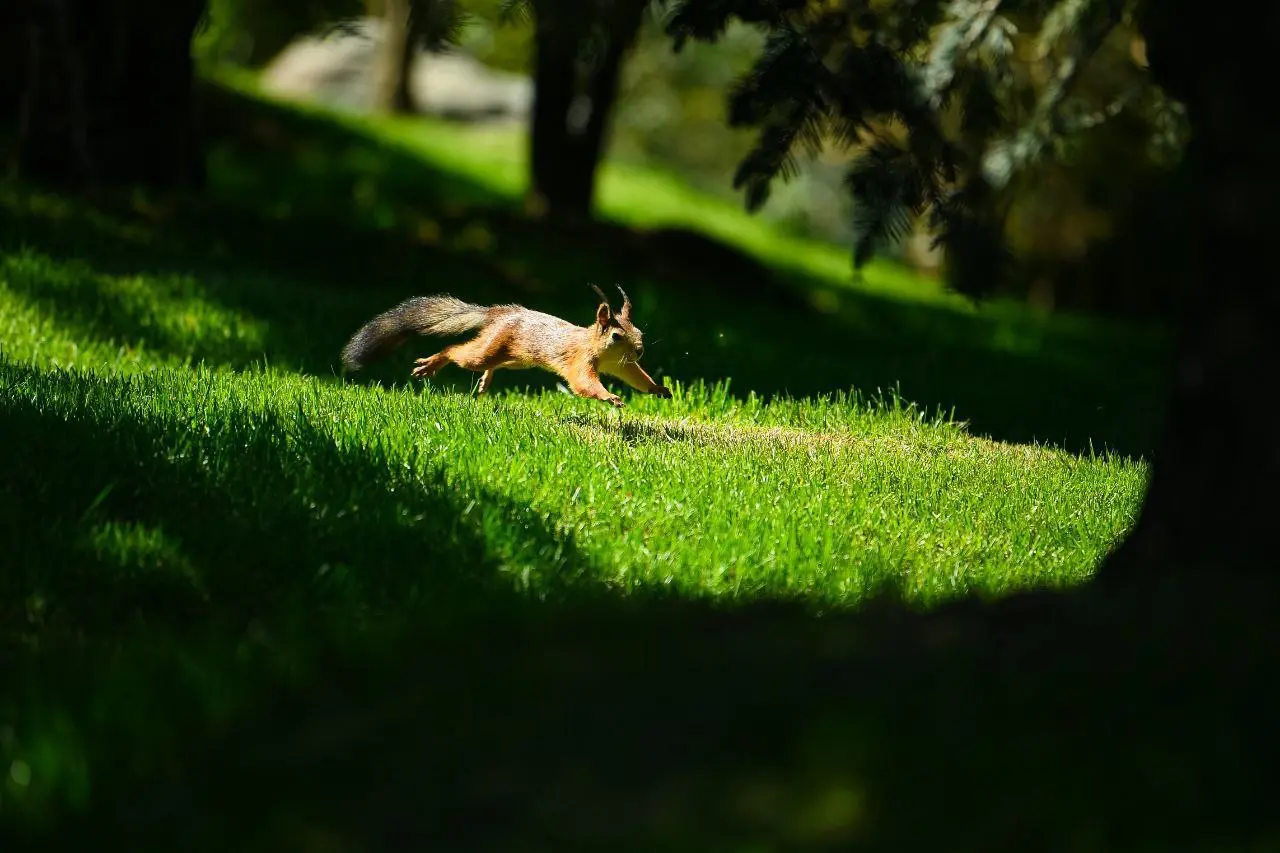 Фауна Японского сада