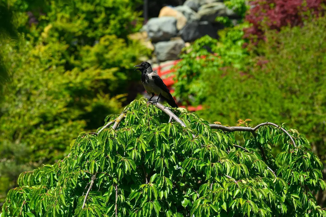 Фауна Японского сада