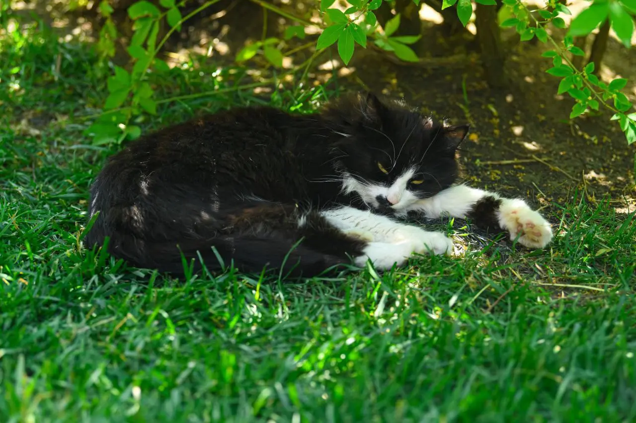 Фауна Японского сада