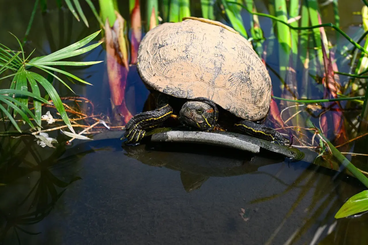 Фауна Японского сада