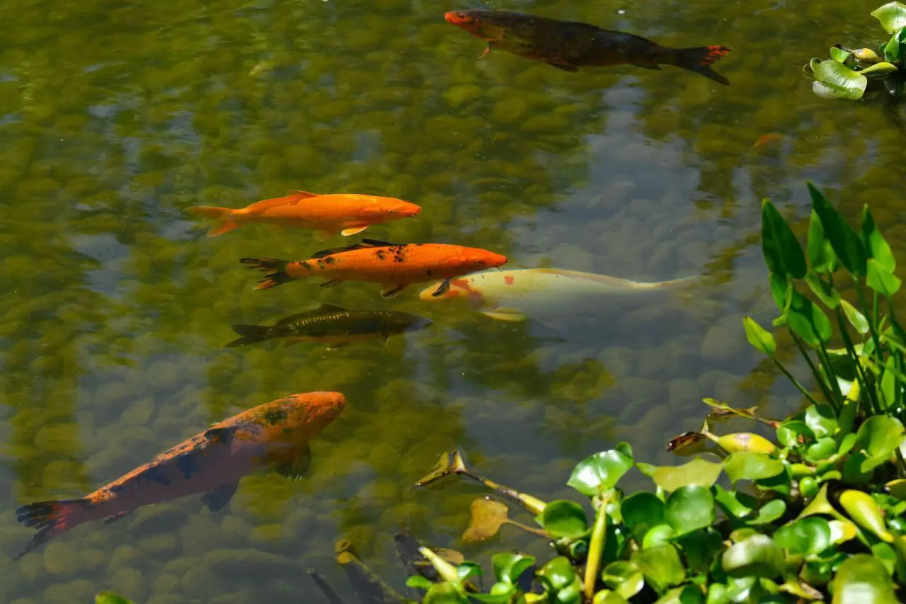 Фауна Японского сада