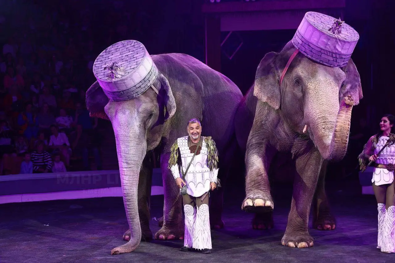 Итальянский цирк: слоны и тигры