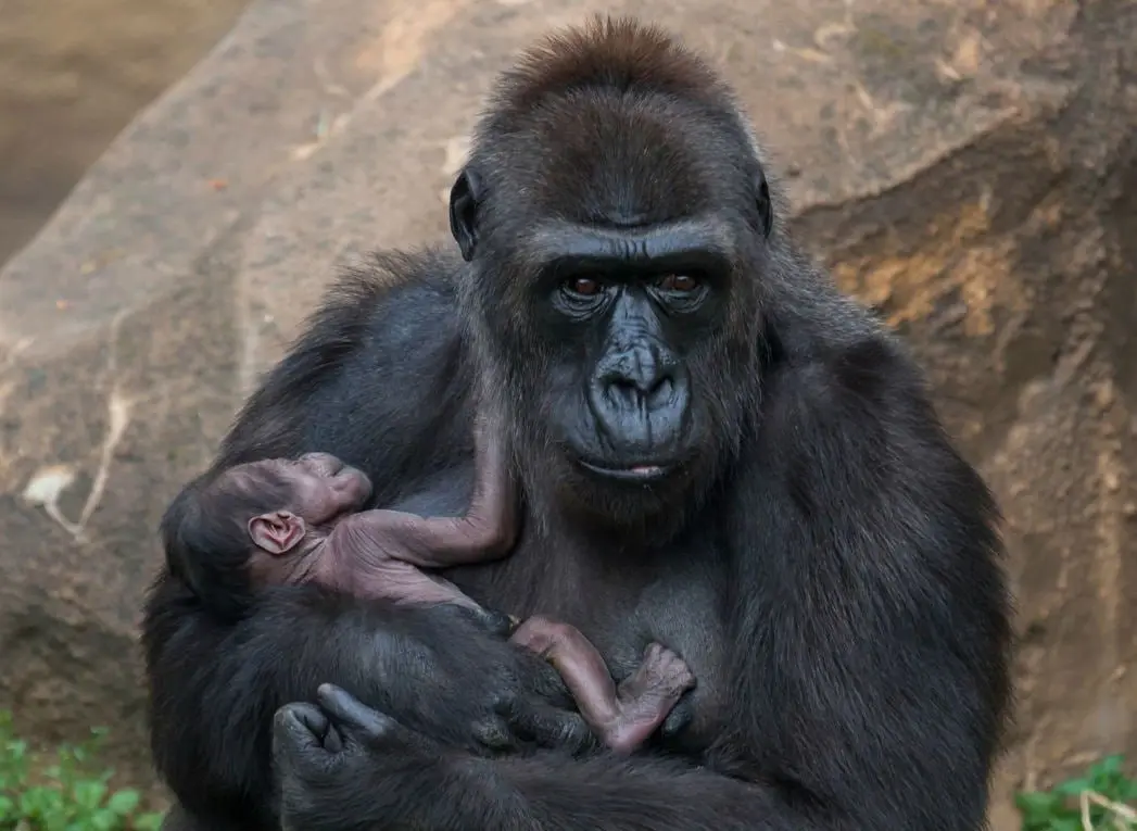 Алиса Калина, лекция "Зоопарк в моем языке"