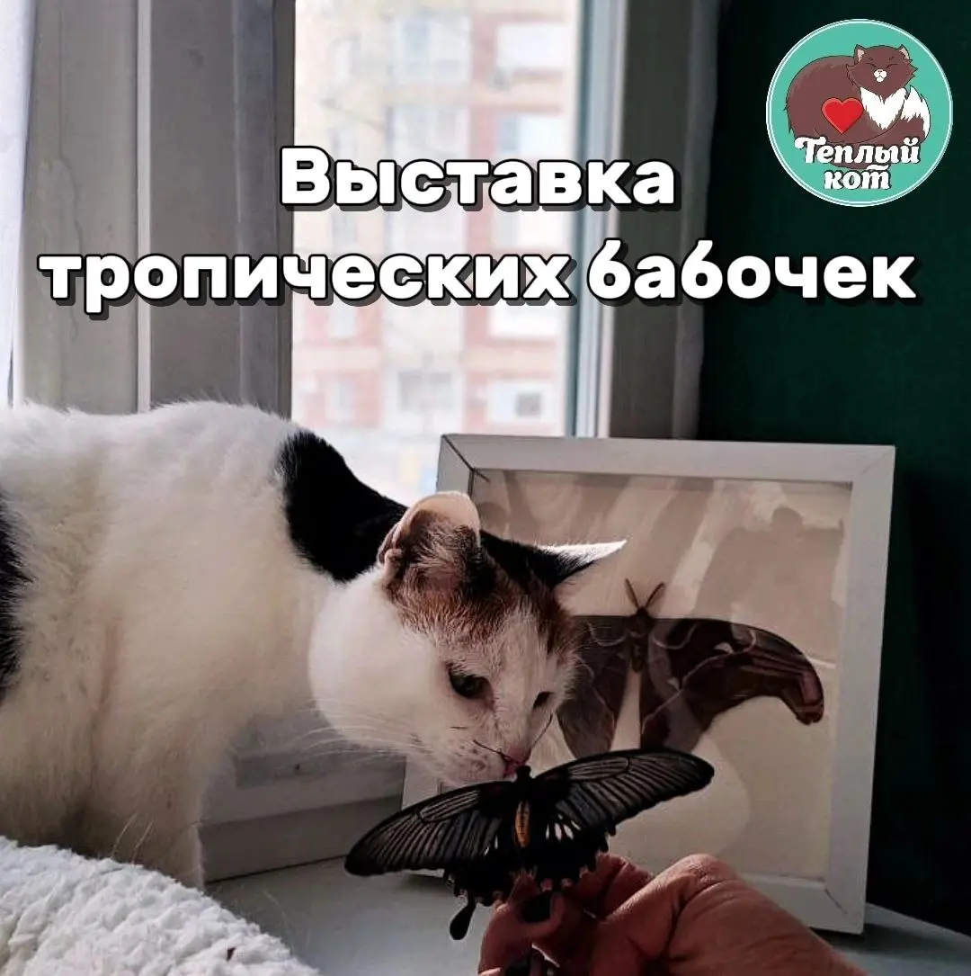 Выставка бабочек в тайм-кафе «ТЕПЛЫЙ КОТ»