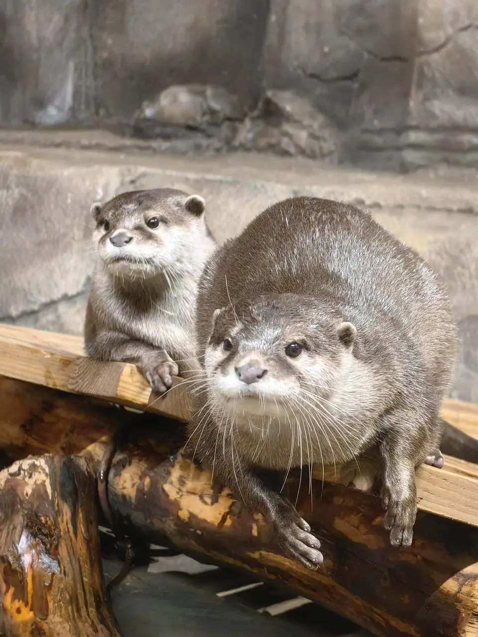 Всемирный день выдры в Екатеринбургском зоопарке