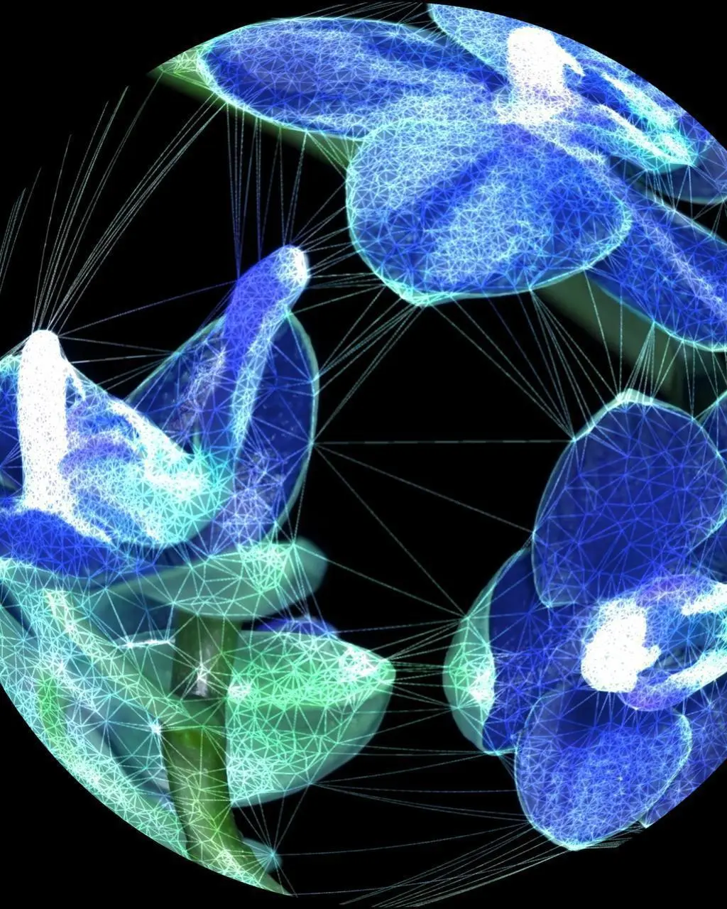 Цифровые надежды