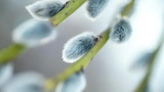 Показ с обсуждением «Весна священная»