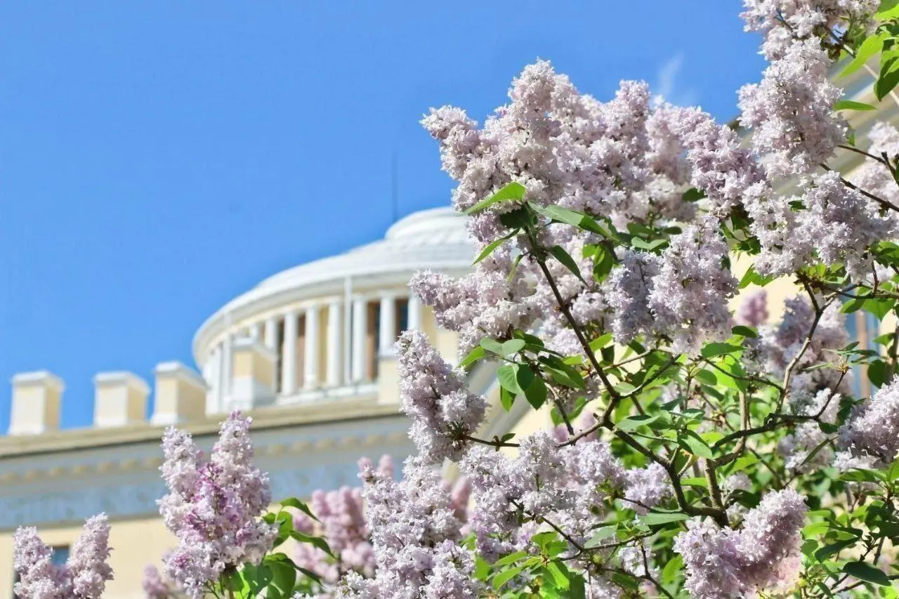 Фестиваль сирени