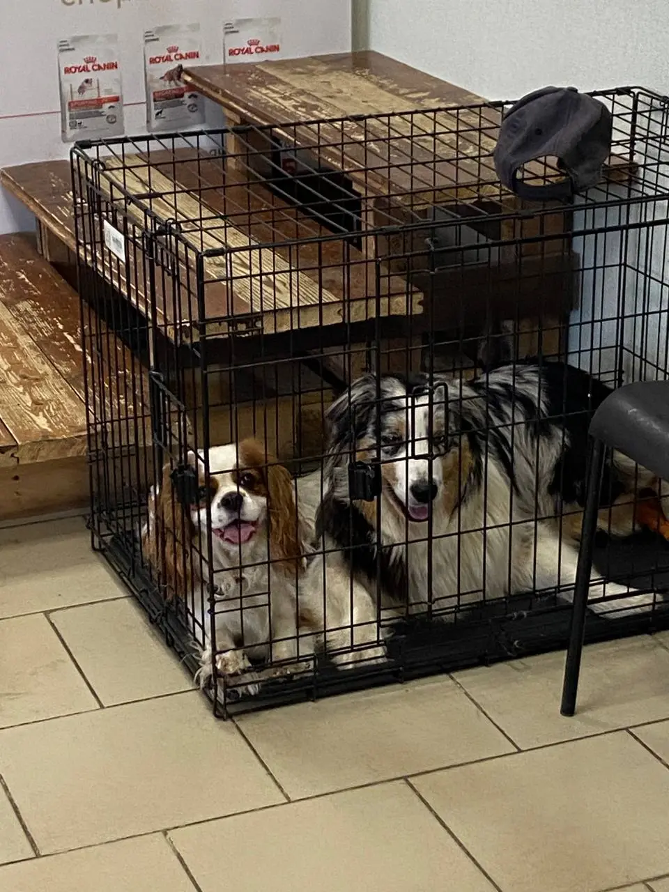 Детский спортивный и выставочный тренинг и соревнования с собаками