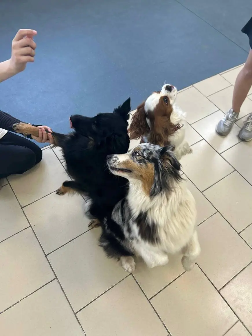 Детский спортивный и выставочный тренинг и соревнования с собаками