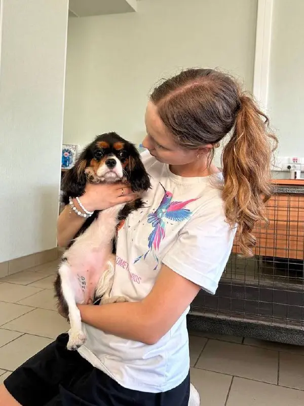 Детский спортивный и выставочный тренинг и соревнования с собаками