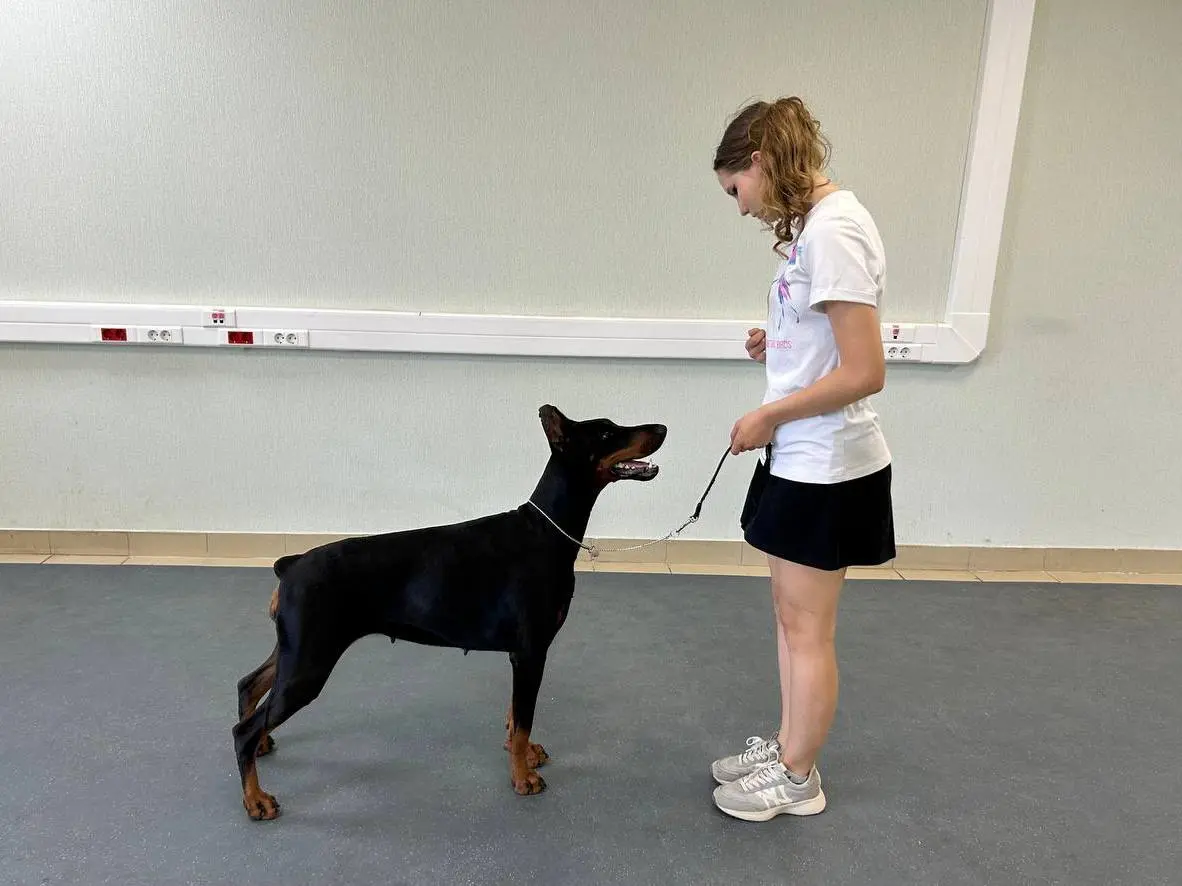 Детский спортивный и выставочный тренинг и соревнования с собаками