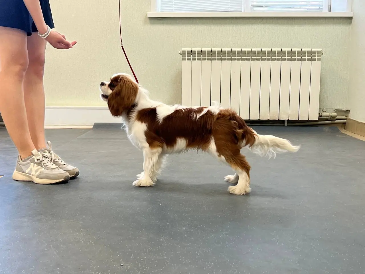 Детский спортивный и выставочный тренинг и соревнования с собаками