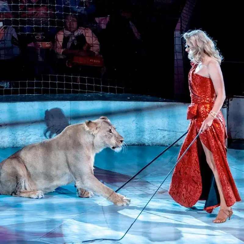 Цирковой дивертисмент в кинопарке "Москино"