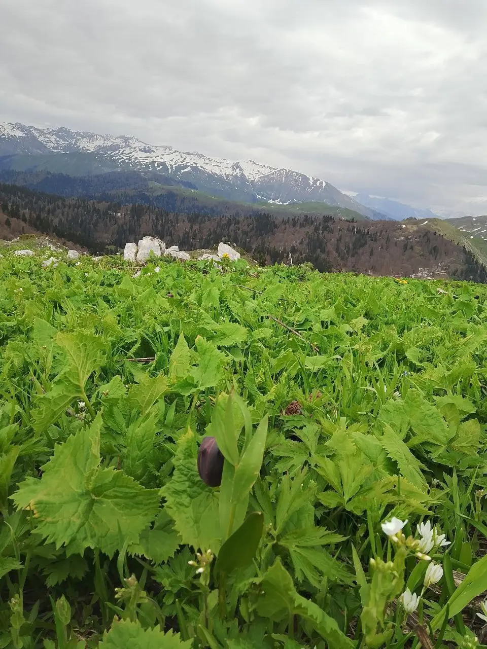 Путешествие в горы Абхазии 31 мая - 1 июня