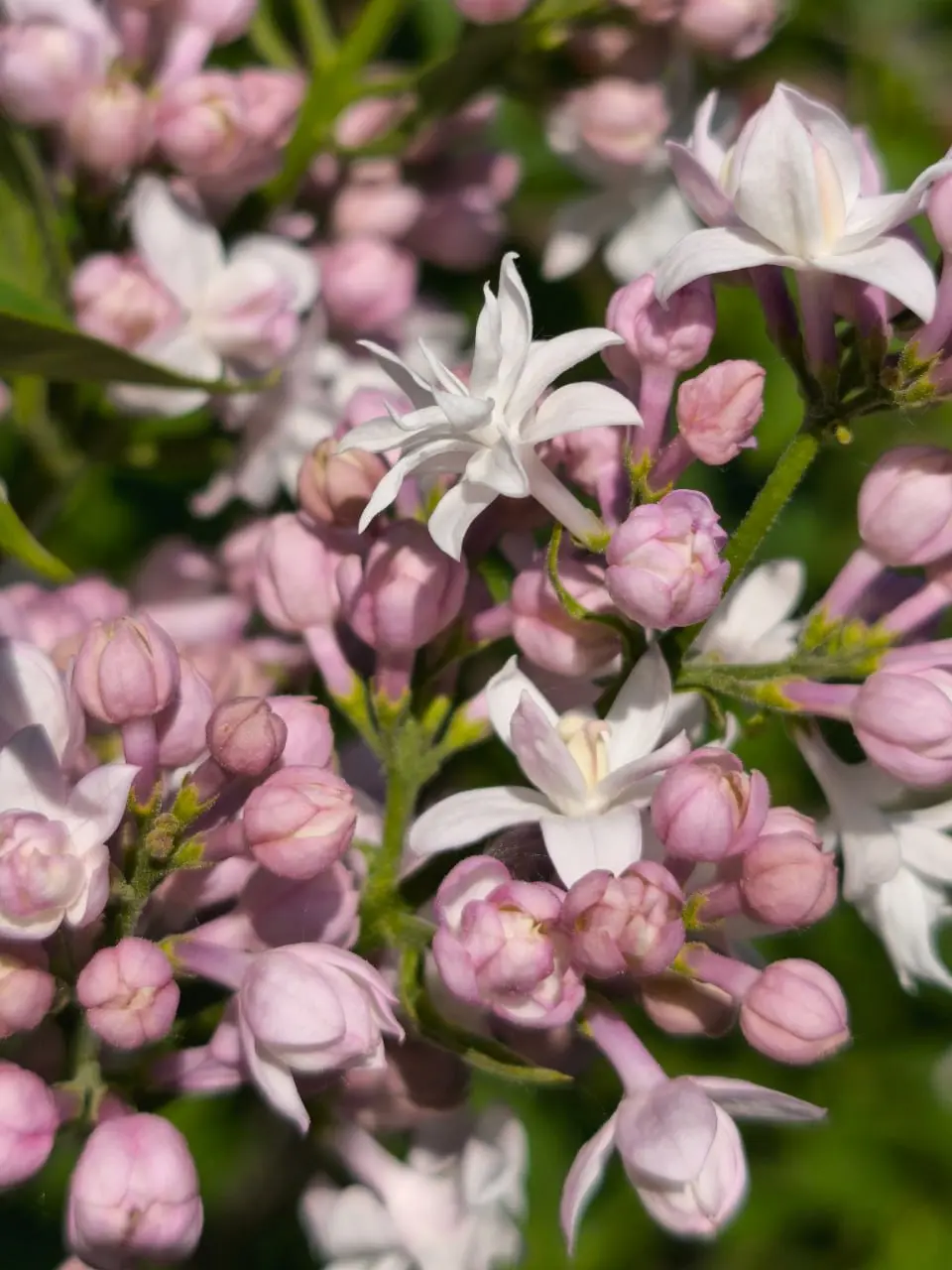 фестиваль сирени в Перми