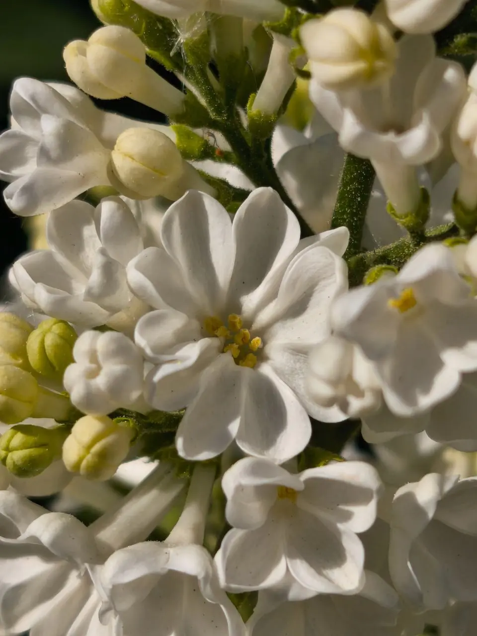 фестиваль сирени в Перми