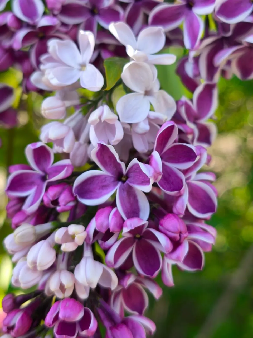 фестиваль сирени в Перми