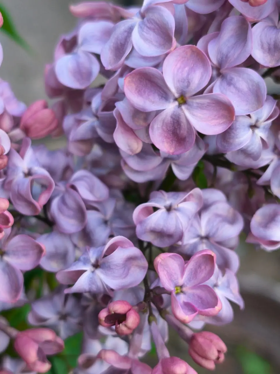 фестиваль сирени в Перми