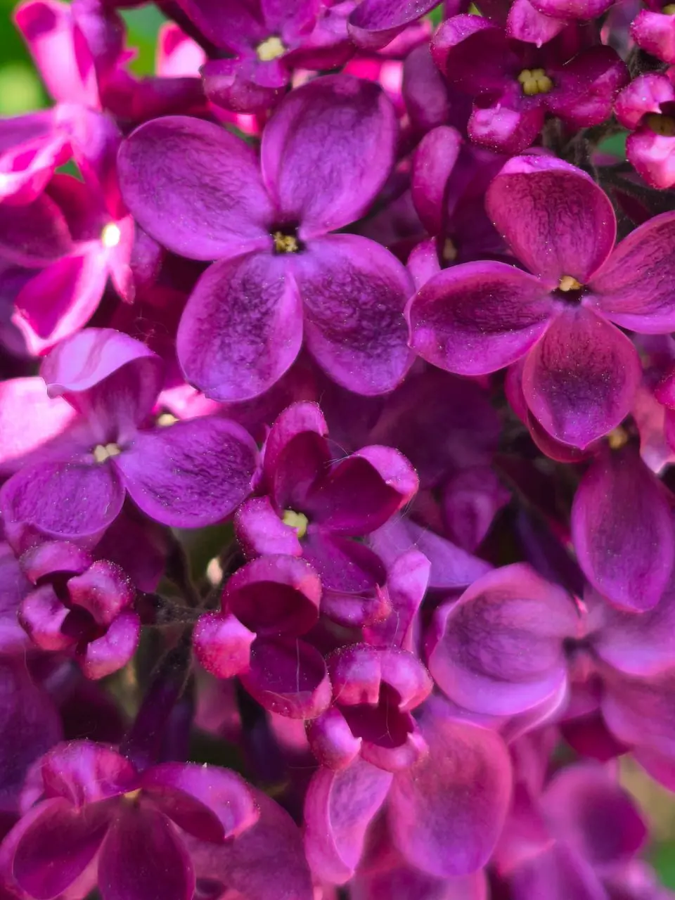 фестиваль сирени в Перми