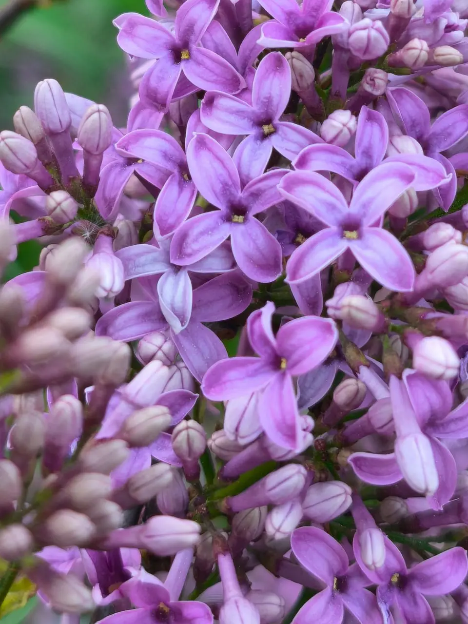 фестиваль сирени в Перми