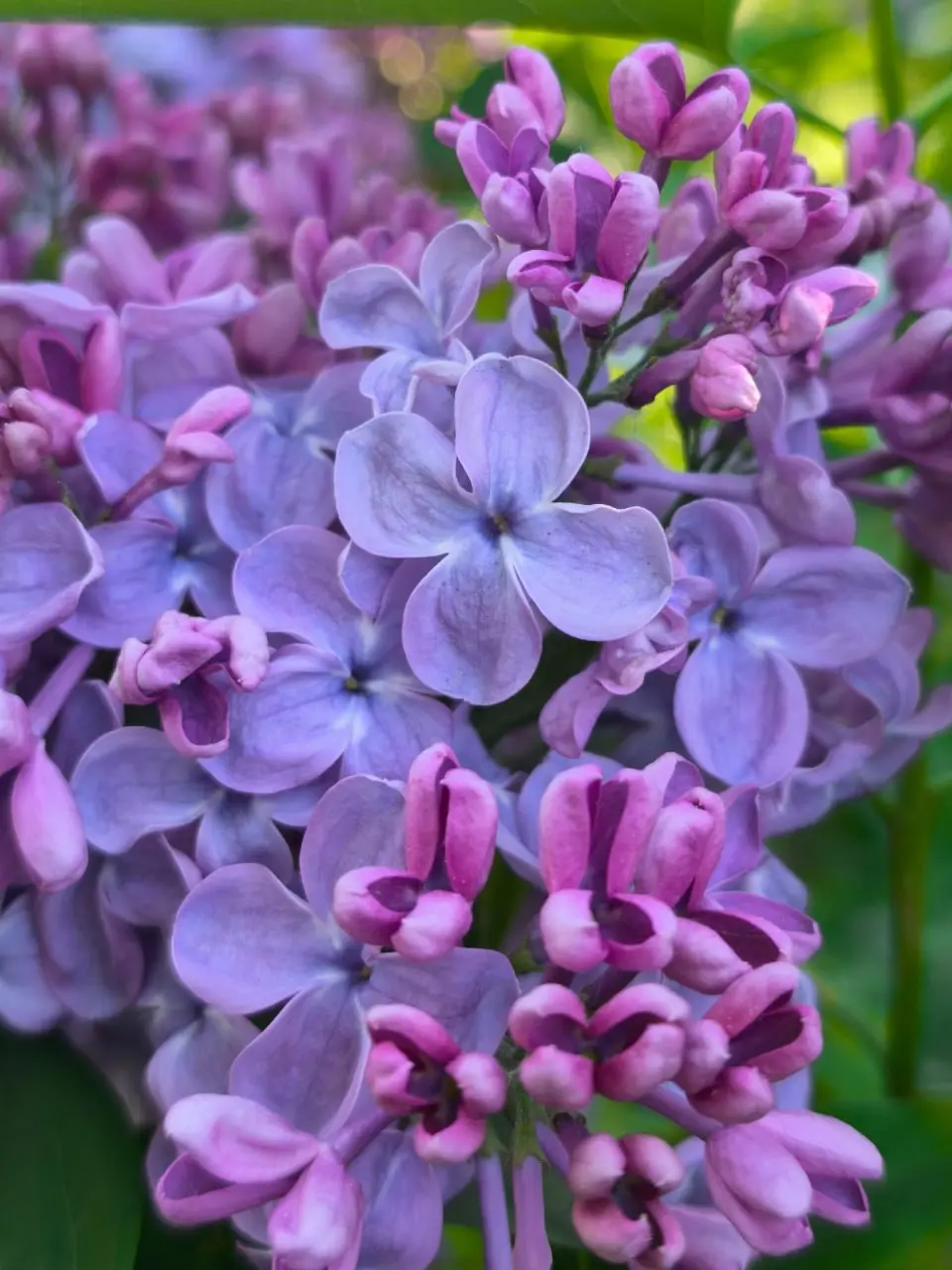 фестиваль сирени в Перми