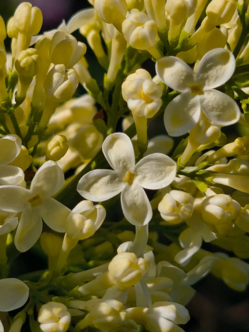 фестиваль сирени в Перми