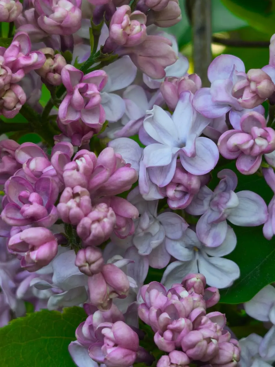 фестиваль сирени в Перми