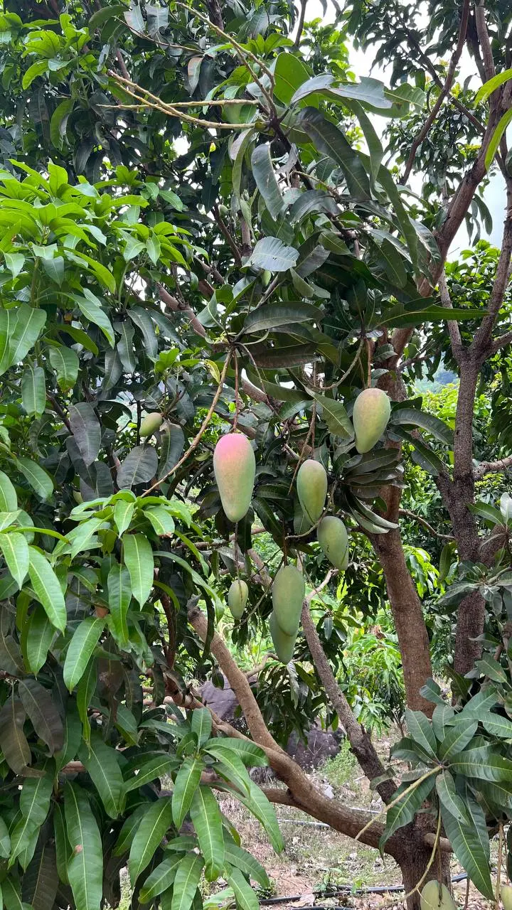 Поход на гору Đá Đen