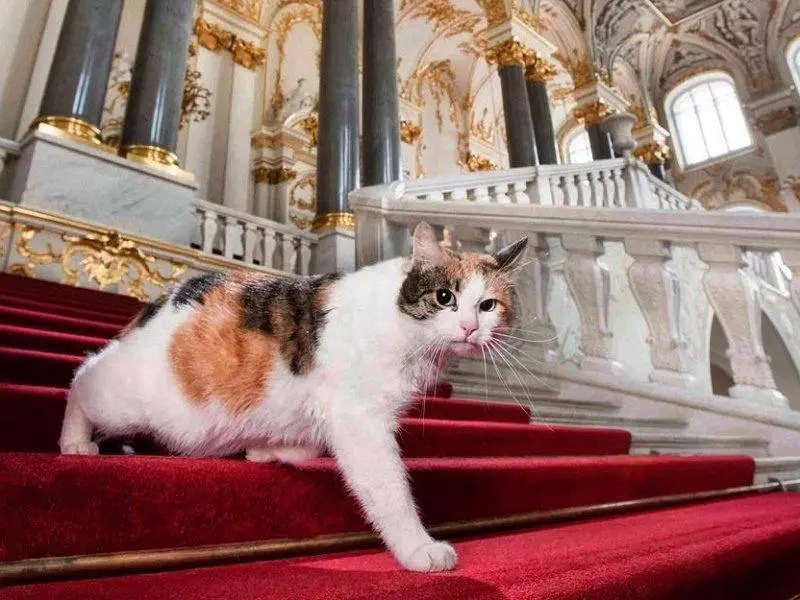 День эрмитажного кота в Петербурге