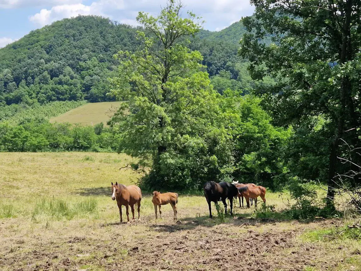 Конные прогулки в Западной Сербии!🐴