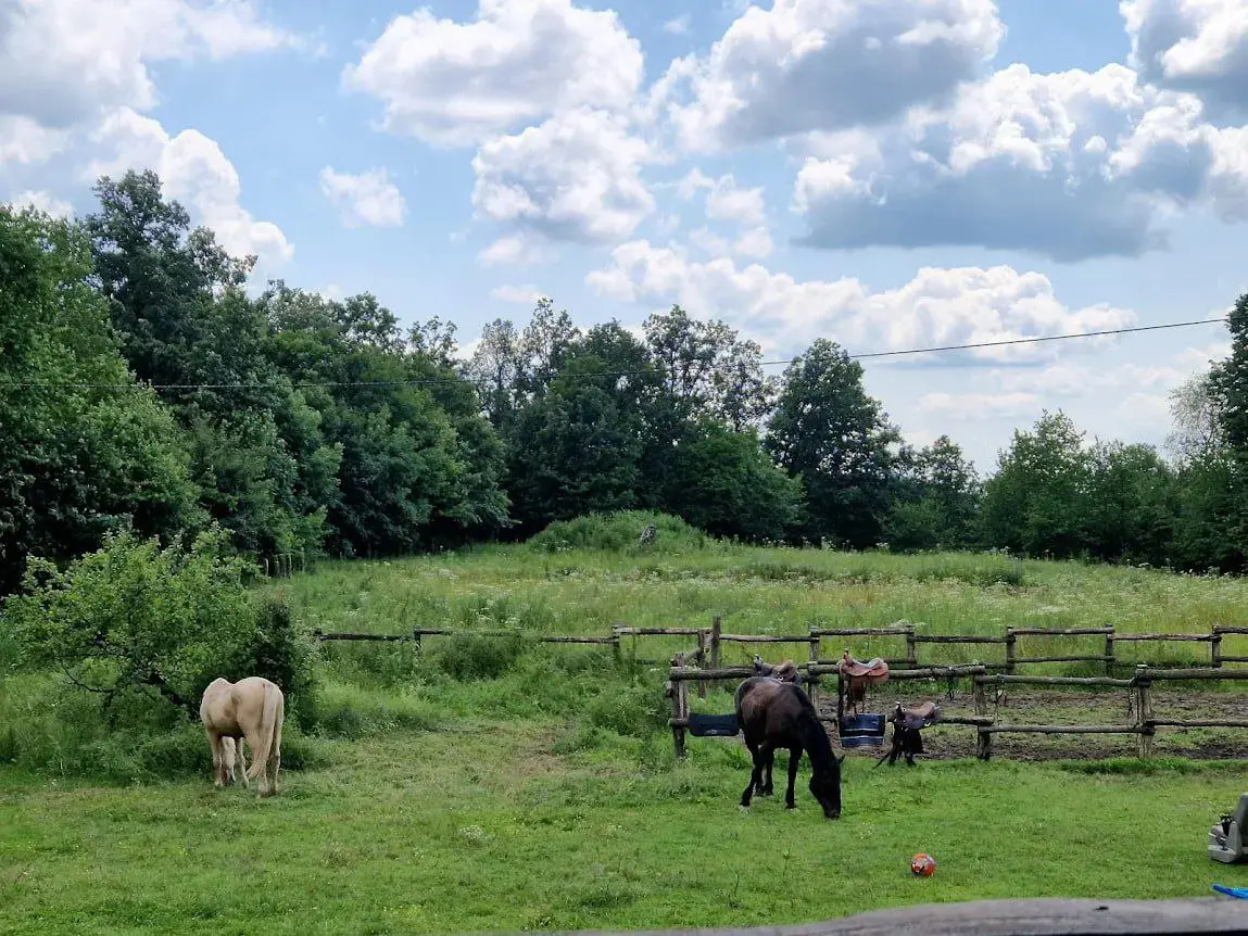 Конные прогулки в Западной Сербии!🐴