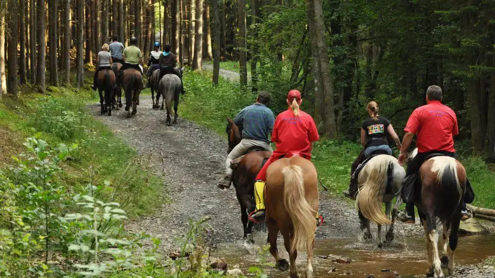 Конные прогулки в Западной Сербии!🐴