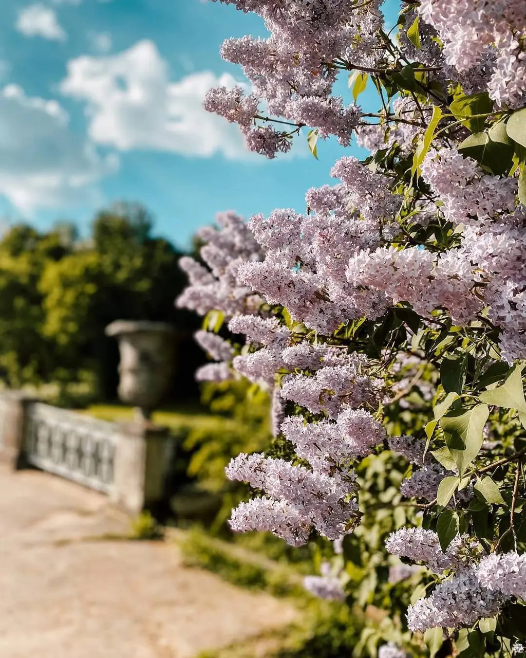 Сиреневый променад