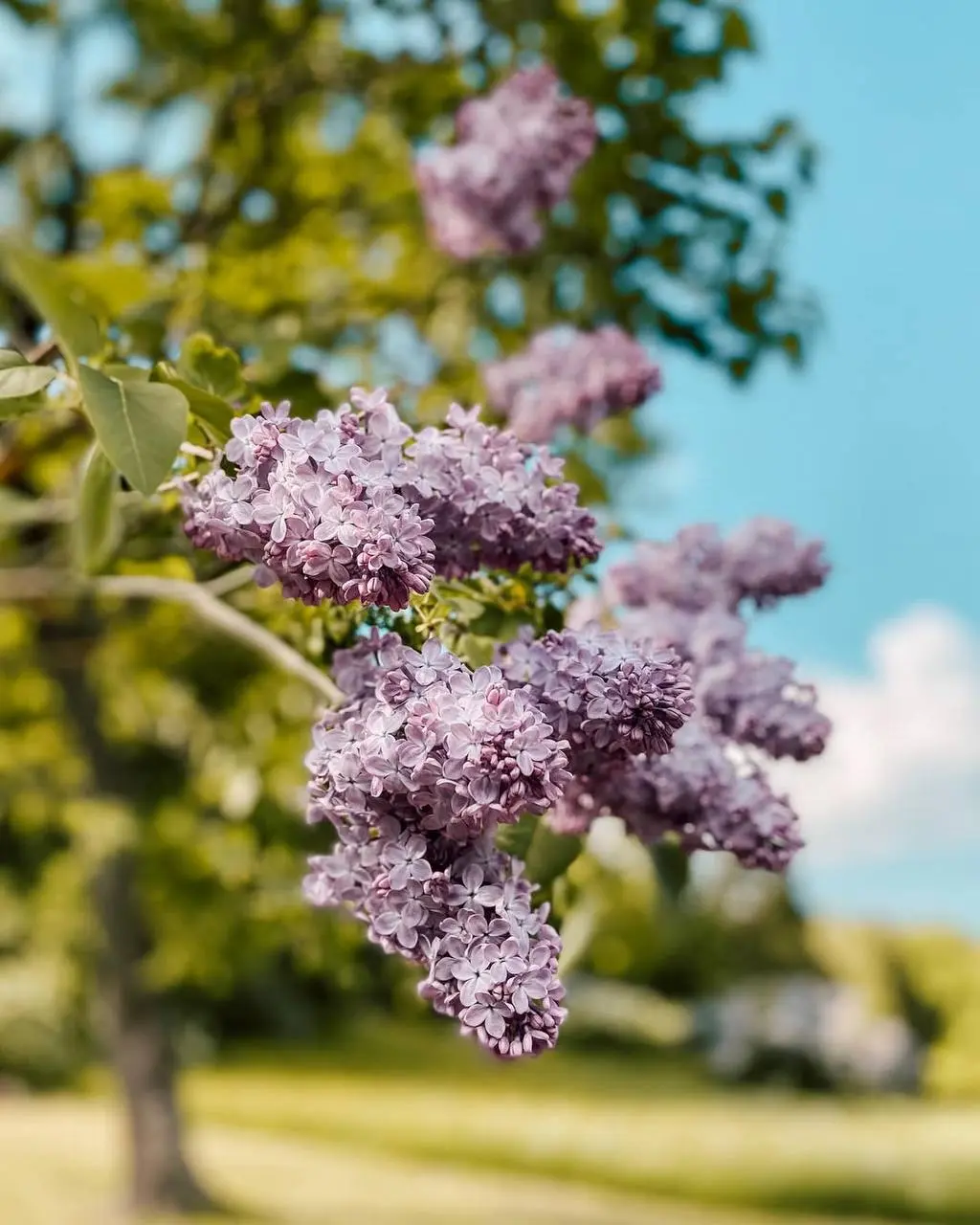 Сиреневый променад