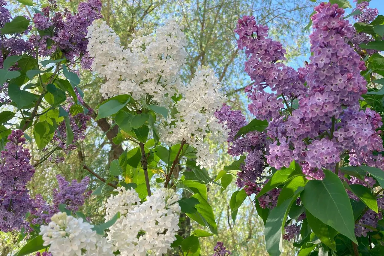 Сиреневое созерцание