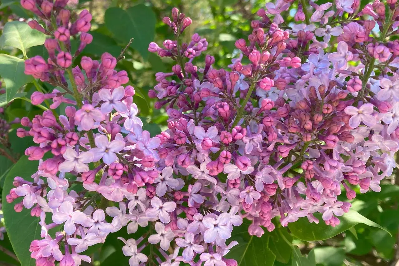 Сиреневое созерцание