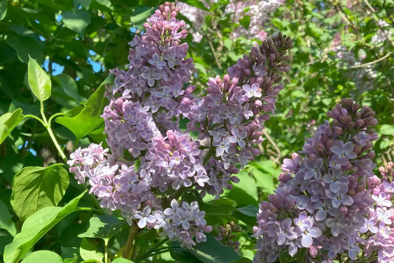 Сиреневое созерцание